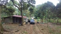 Durian Farm Tangkak For Sale