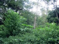 Land in Batang Kali for sale.