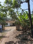 3 acre Land with house, Birdnest building and fruit tree at Merlimau near to Muar ,Melaka for SALE!