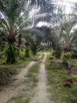 8.82 Acre Agricultural Land for Sale at Trong, near Pantai Remis