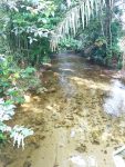 1.5 ekar tanah rata cantik sungai bersih Batang Kali